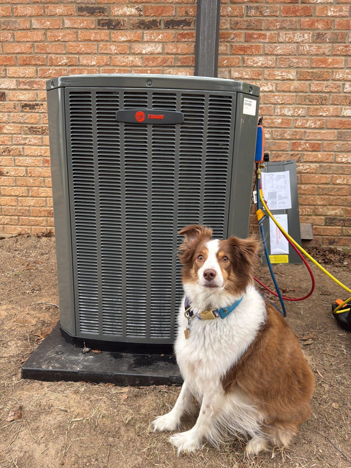The owner's dog with the Trane Cold Climate Heat Pump installed in Texas.