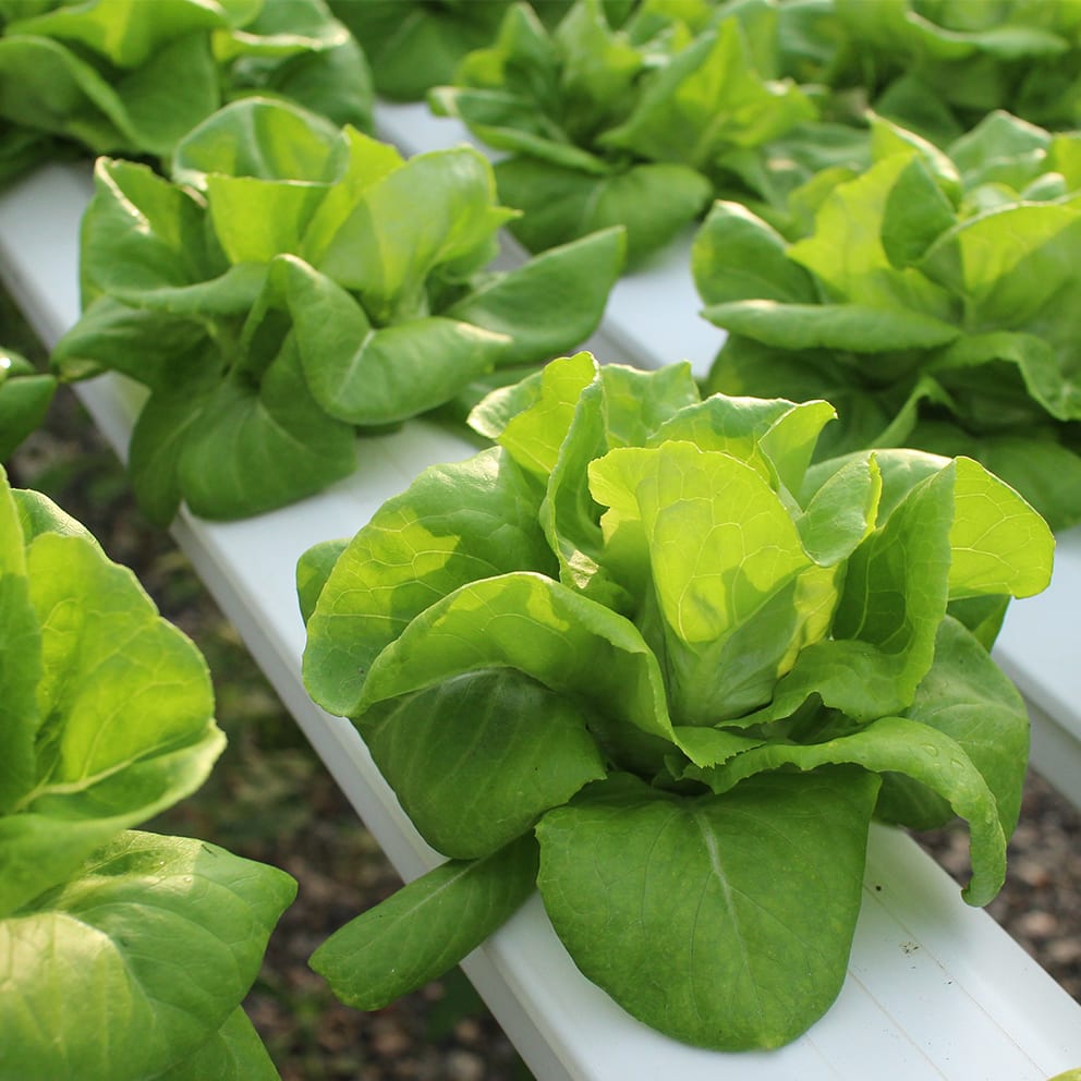 Horizon-Lettuce Crops_992x992.jpg